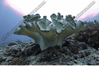 Corals 0043